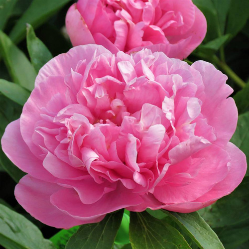 alt="Carnation Bouquet - межвидовой гибрид . "
