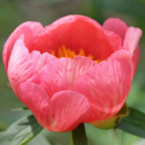 alt="Rose Tulip - межвидовой гибрид . "
