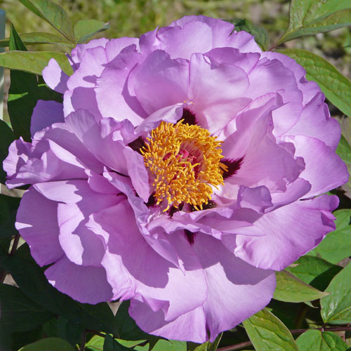 alt="Zuchau Lavendel – пион древовидный , Suffruticosa."