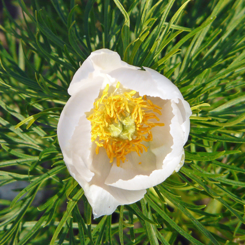 alt="Weisse Perle – P. tenuifolia selection ."